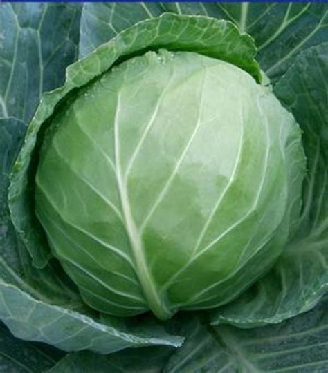 Brassica Oleracea Var Capitata Early White Cabbage Ebert S Greenhouse