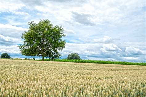 Green grass field, wheat HD wallpaper | Wallpaper Flare