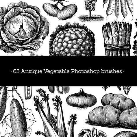 Visual Arts 63 Antique Vegetable Engravings Photoshop Brushes Mixed