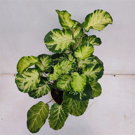 Polyscias Scutellaria Variegata Shield Aralia Nurserybuy