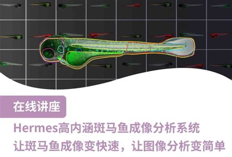 讲座：详解hermes高内涵斑马鱼成像分析系统 企业动态 丁香通