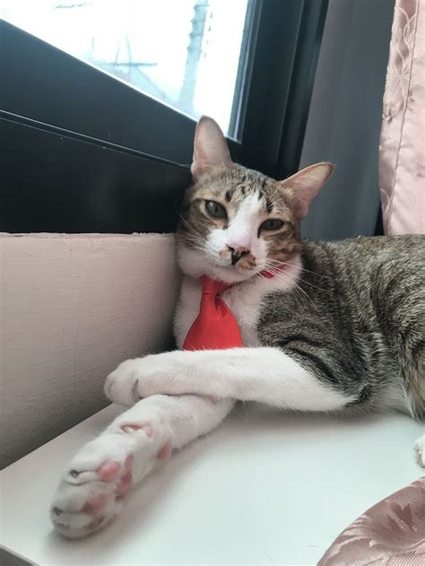 A Cat Laying On Top Of A Window Sill With Its Paw Resting On A Tie