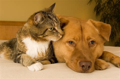 Helping Cats and Dogs Live Together Safely | Fear Free Happy Homes