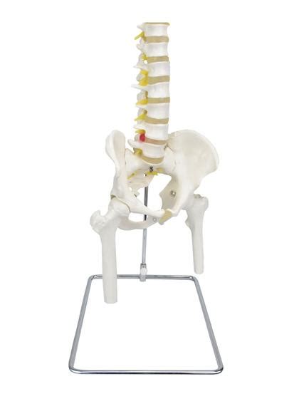 Modelo Anatômico de Coluna Vertebral Flexível em tamanho natural