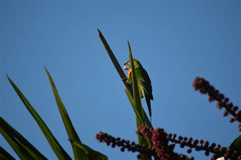 Rainbow Lorikeet Bird Sky - Free photo on Pixabay - Pixabay