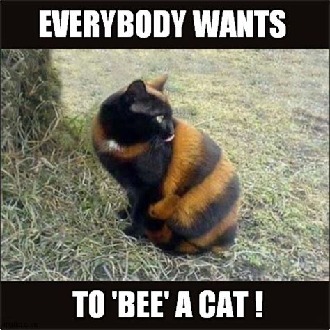 To Bee Or Not To Bee A Cat Imgflip