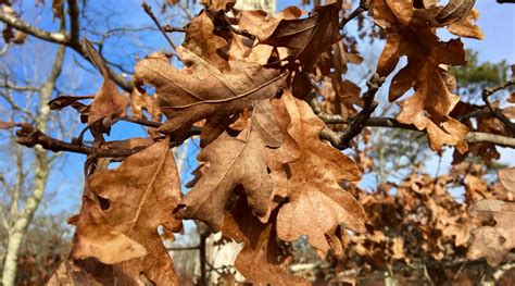 Eastern White Oak Quercus Alba Seashore To Forest Floor