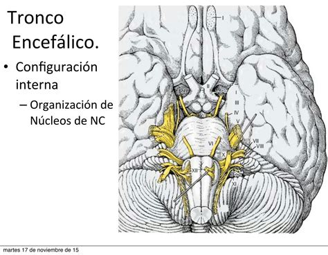 Solution Tronco Encefalico Nervios Craneales Studypool