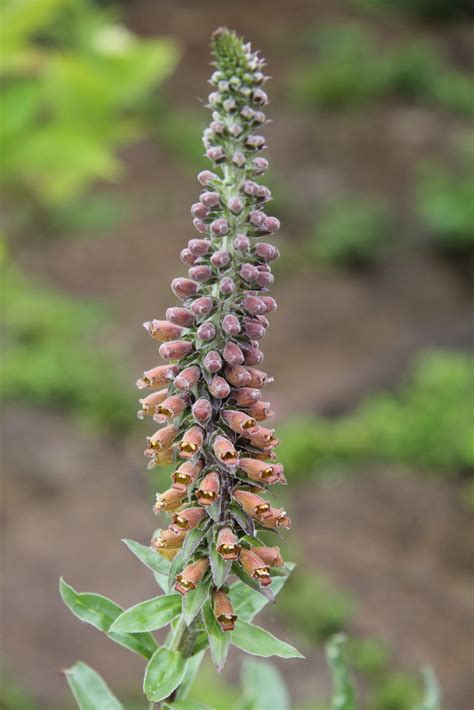Digitalis parviflora | Pan Global Plants