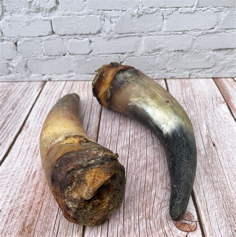 Are Cow Horns Safe For Dogs