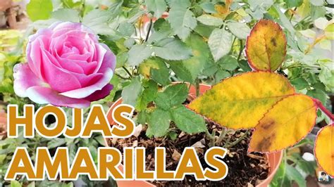 Remedios Caseros Para Los Rosales Con Hojas Amarillas Nucleo Jardin