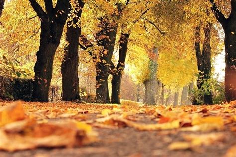 picture fall colors autumn trees