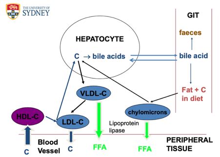 Lipid Lowering Drugs Flashcards Quizlet