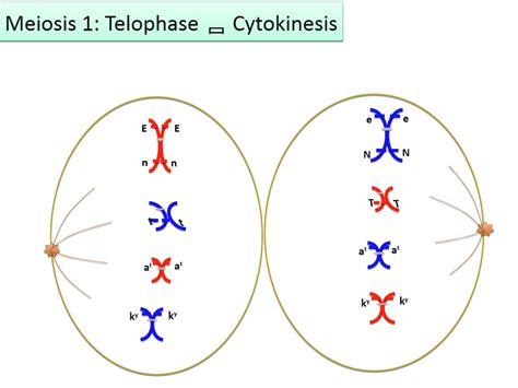 Meiosis 1 Cytokinesis 1