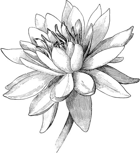 Nymphaea Tuberosa Flower Line Drawings Flower Sketches Lotus Flower Art