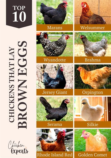 Need Help Pickin’ A Chicken? 🤔 Chicken Types Unscrambled - chickenexperts