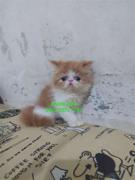 Persia Peaknose Bulan Jantan Bisa Kirim Jateng Kilat Hewan