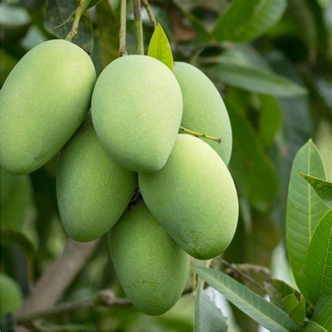 jual pohon mangga lokmai tinggi  meter shopee indonesia