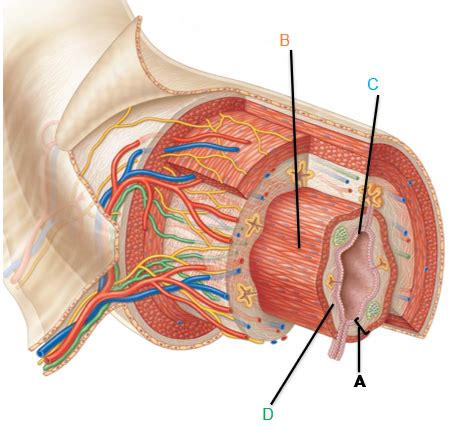 BIOL 125 Exam 4 Final Digestive And Reproductive Good Luck Dawgs