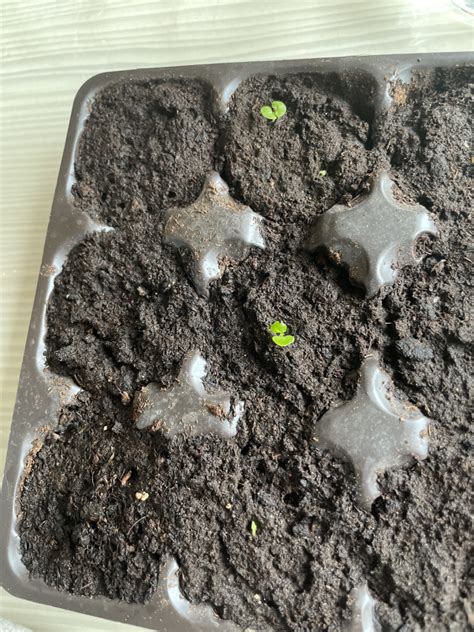 Семена. Колеус «Файервей Роуз», 5 шт — Однолетние цветы (Гавриш) — Гавриш