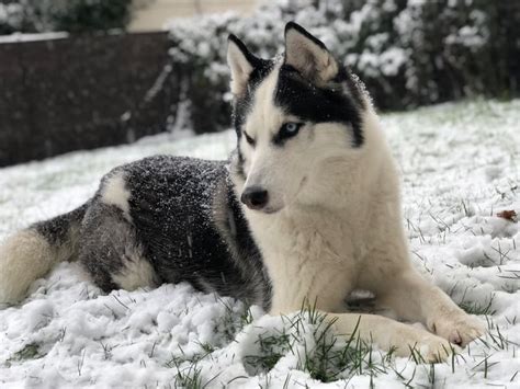 Husky Siberiano Descubra Tudo Sobre Essa Ra A Maravilhosa Cia Do Bicho