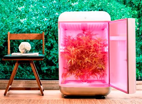 Cannabis Home-Grow Startup Seedo Signs Europe Distribution Deal