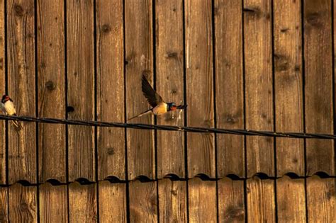 Premium Photo Bird Flying Over Wooden Fence