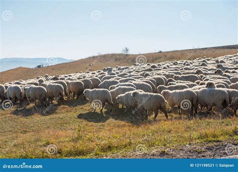 Rebanho Dos Carneiros Que Pastam No Prado Imagem De Stock Imagem De