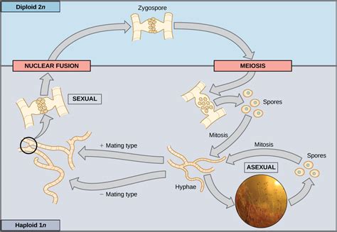 Rhizopus Life Cycle Diagram