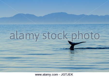 Baleine Bleue Baleine Bleue Balaenoptera Musculus Baleine Bor Ale