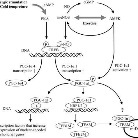 Pgc A Master Regulator Of Mitochondrial Biogenesis Nomediated