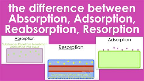 Differences Between Absorption Adsorption Reabsorption And Resorption