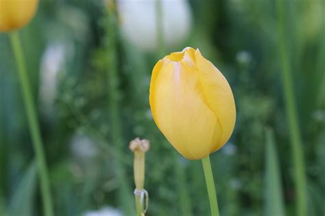 Bunga Tulp Tulip Kuning Herba Foto Gratis Di Pixabay Pixabay