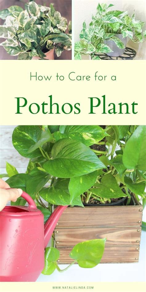 How To Care For A Pothos Plant The Perfect Houseplant For Beginners Pothos Plant Care Low