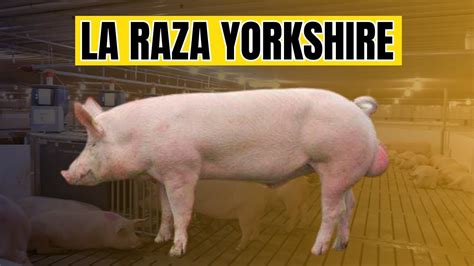 Raza De Cerdo Yorkshire Y Sus Ventajas Al Criarla Las Mejores Madres