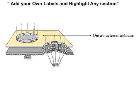 0614 Nuclear Pore Complexes Scanning Electron Micrograph Medical Images ...