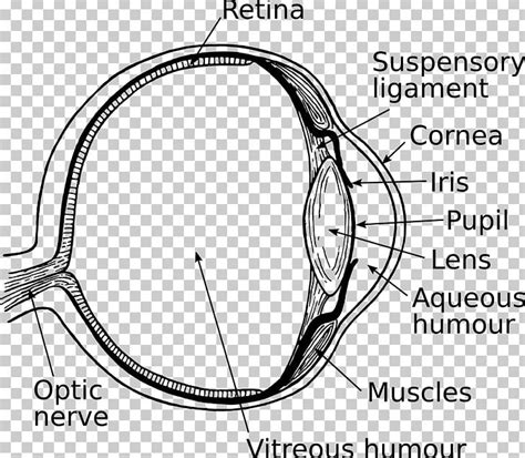 Unlabeled Diagram Of Eye