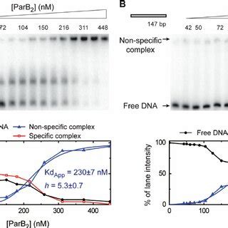 Specific Binding Of Parb To The Pars Sequence Electrophoretic Mobility