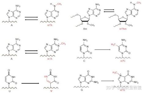 科普篇上百种rna修饰，除了m6a和m5c，你还知道多少？ 知乎