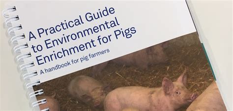 AHDB Pork Publishes Practical Guide To Environmental Enrichment Pig World