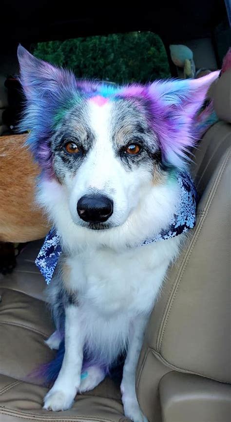 Opawz Semi Permanent Dye Dog Dye Dog Hair Dye Rainbow Dog