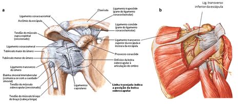 Articulacao De Ombro - Anatomia e cinesiologia do complexo articular do ombro
