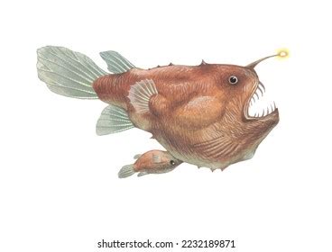 Realistic Color Scientific Illustration Angler European Stock