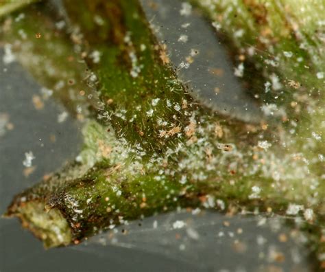 Img0097 Spider Mite Colony It Can Feed On Hundreds Of Pl Flickr