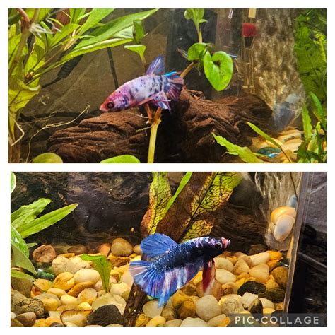 Betta color change : r/bettafish