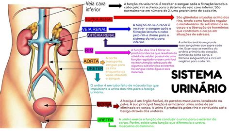 Mapa Mental De Sistema Urinario Librain