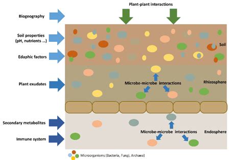 Schematic Root Surface And Root Endosphere As Welle As Surrounding