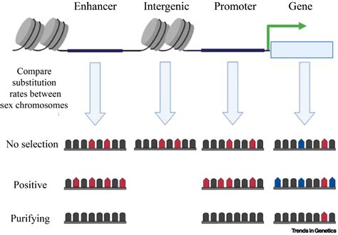 The Evolution Of Gene Regulation On Sex Chromosomes Trends In Genetics