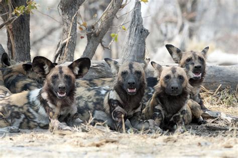 Okavango Delta wildlife location in Botswana, Africa | Wildlife Worldwide