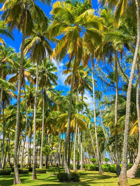 Tropical Palm Trees Free Stock Photo - Public Domain Pictures